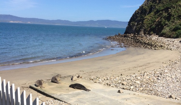 Marine Mammal Center